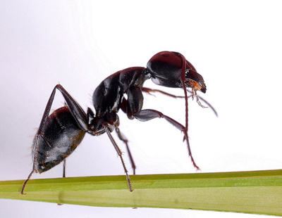 Ant Extract