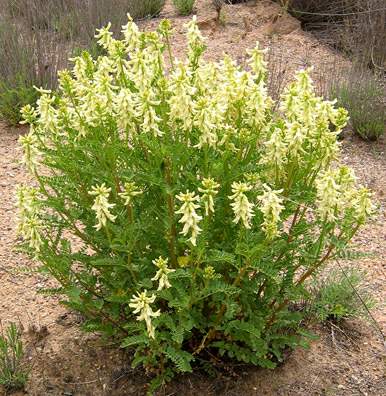 Astragalus Root PE