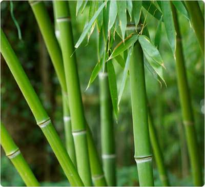 Bamboo Leaf Extract