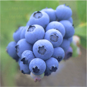 Bilberry Extract