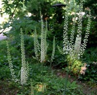 Black Cohosh Extract