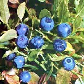 Bilberry Extract