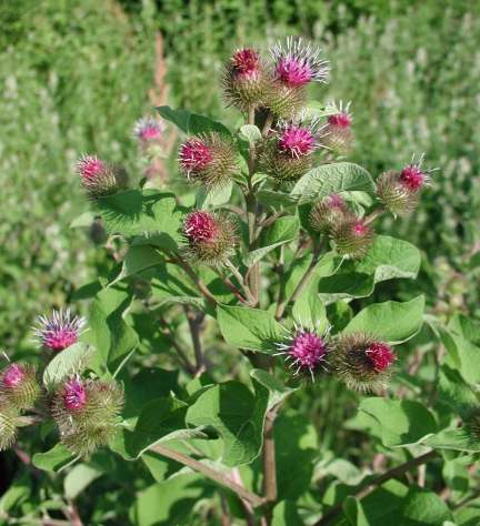 Burdock Extract