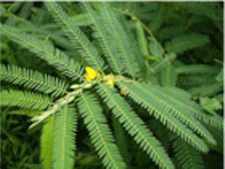 Cassia Nomame Extract