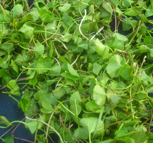 Centella Asiatica Extract