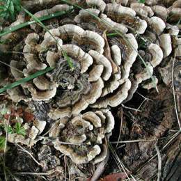 Coriolus Versicolor Polysaccharide Extract