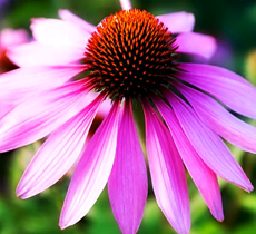 Echinacea Purpurea Extract