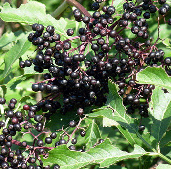 Elderberry Extract Powder