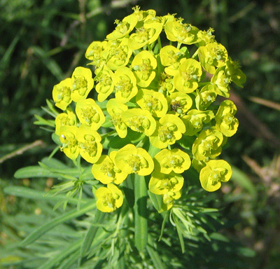 Euphorbia Extract