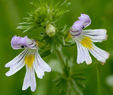 Eyebright Extract