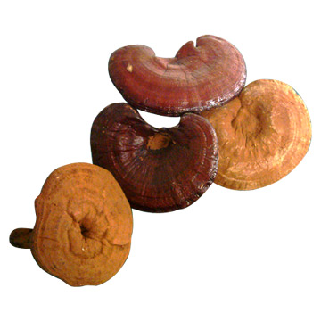 Ganoderma Lucidum Shell-Broken Spore Powder