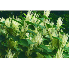 Giant Knotweed Extract