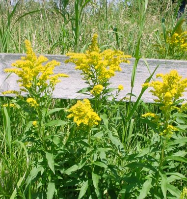 Golden Rod Extract