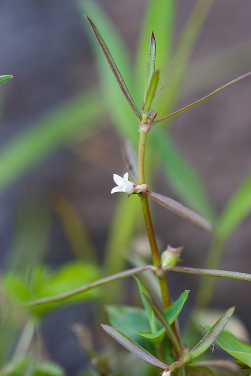 Hedyotis Diffusa Extract