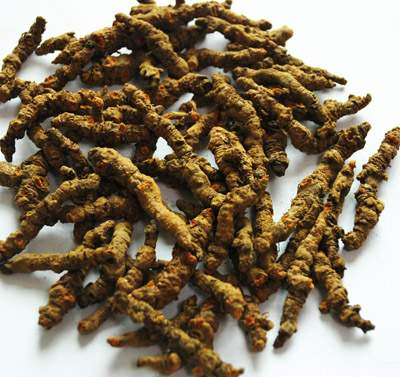 Huanglian Extract