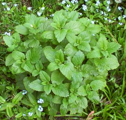 Lemon Balm Extract