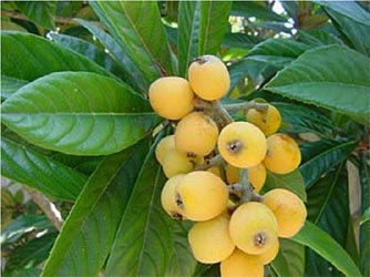 Loquat leaf Extract