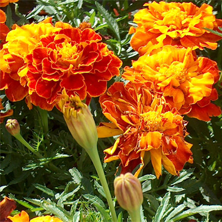 Marigold Extract