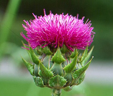 Milk Thistle Plant Extract