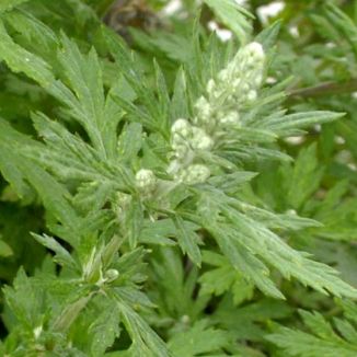 Mugwort extract