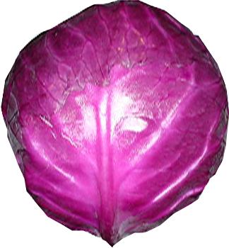 Natural Colour Cabbage Red