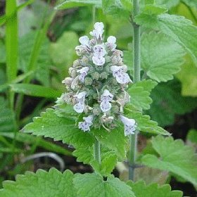 Nepeta Cataria Extract