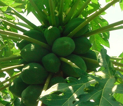 Papaya Extract