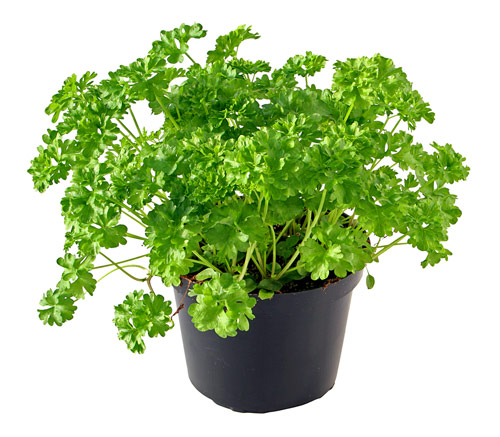 Parsley Extract