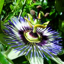 Passion Flower Extract