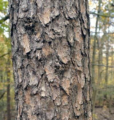 Pine Bark Extract