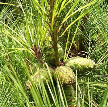 Pinus Densiflora Extract