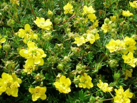 Potentilla Extract