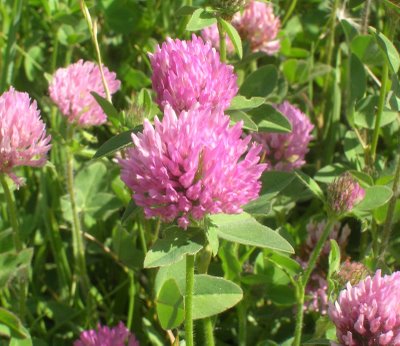 Red Clover Extract