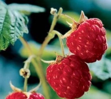 Red Raspberry Extract Powder