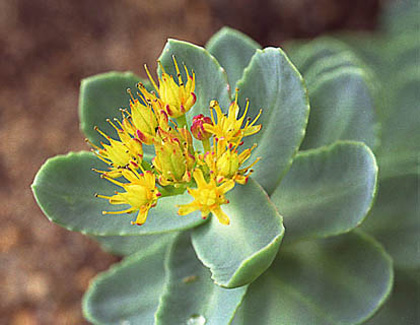 Rhodiola Powder Extract