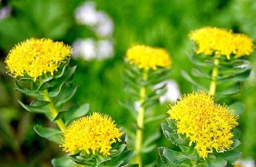 Rhodiola Rosea Herbal Extract