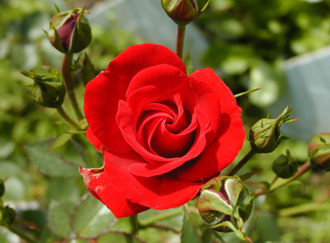 Rose Extract