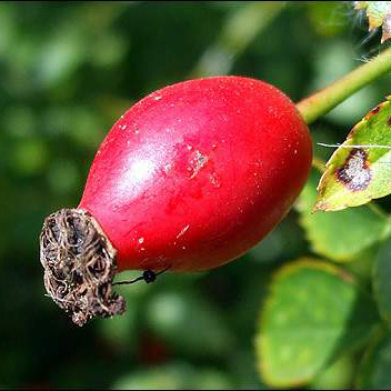 Rose Hip Powder