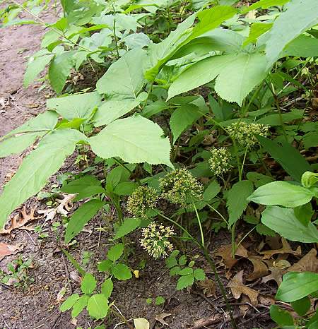 Sarsaparilla Extract