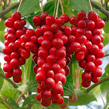 Schisandra Chinensis Extract