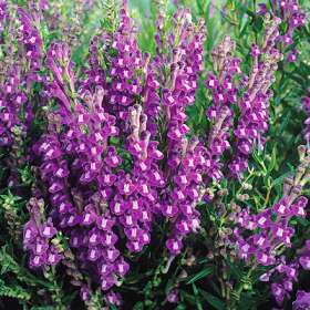 Scutellaria Baicalensis Extract