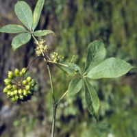 Siberian Ginseng Extract Powder