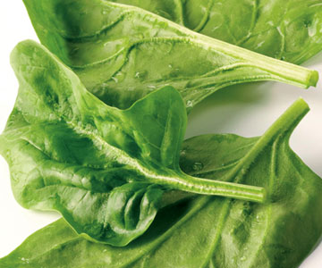 Spinach Extract