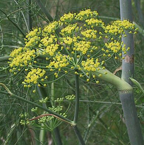 Sweet Fennel Extract