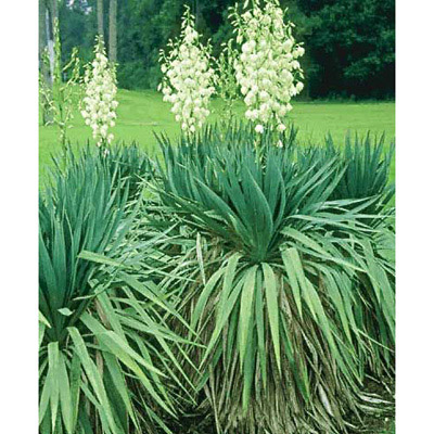 Yucca Extract