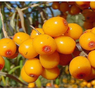 Sea Buckthorn Powder